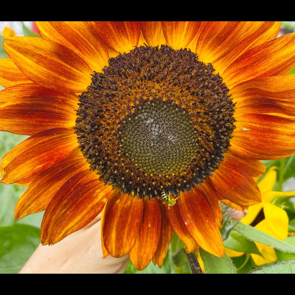 Meet your Posher, Susie - Picture 1 of 1